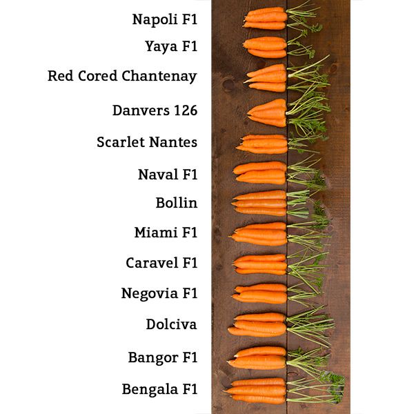 Naval F1 Carrot