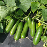 Minime F1 Cucumber