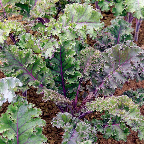 Curly Roja Kale