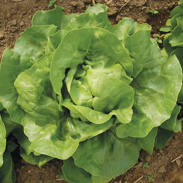 Optima Lettuce