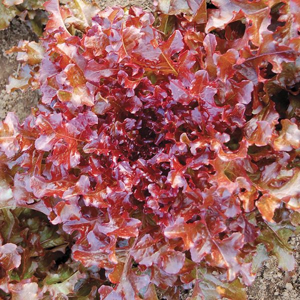 Red Salad Bowl Lettuce