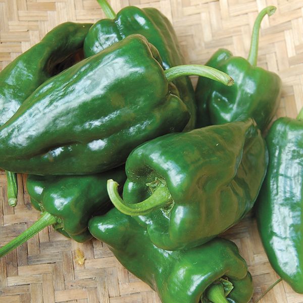 Ancho Poblano Hot Pepper