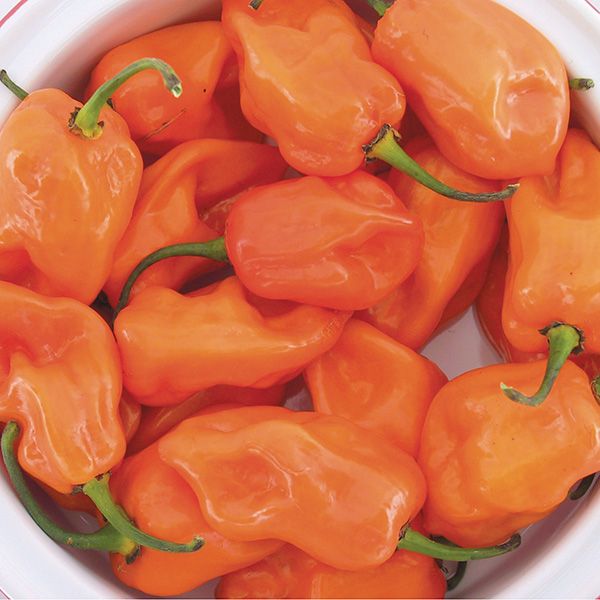 Magnum Habanero Pepper