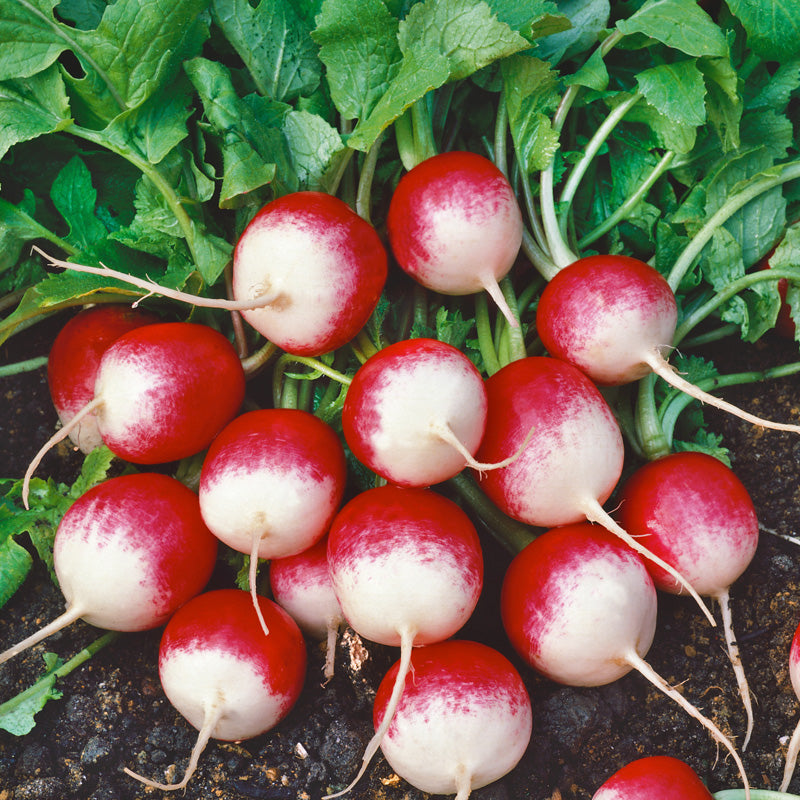 Sparkler Radish Seeds (Organic)