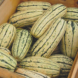 Delicata Squash