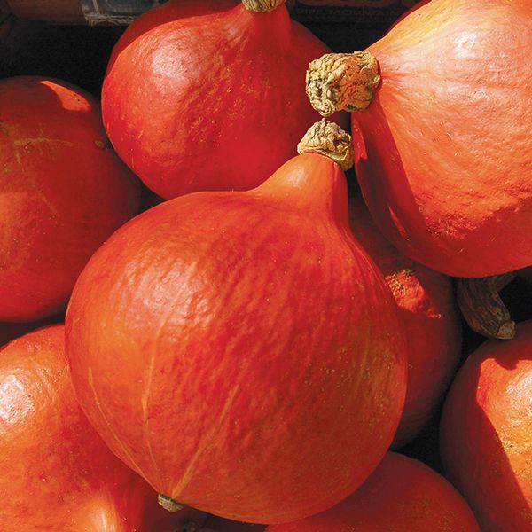 Red Kuri Winter Squash