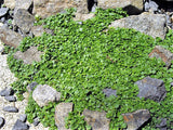 20 CORSICAN MINT Mentha Requienii Herb Fragrant Ground Cover Flower Seeds