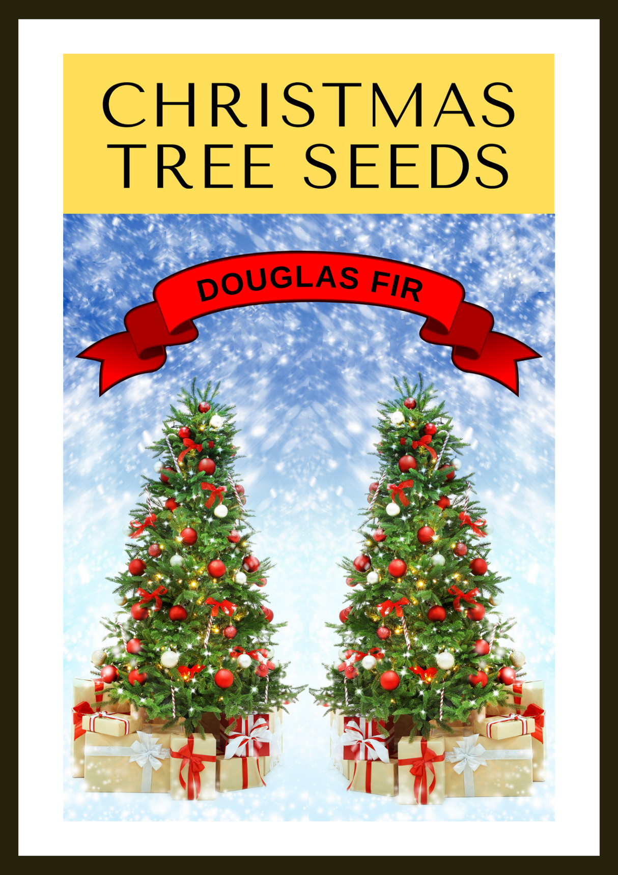 20 DOUGLAS FIR Tree Abies Pseudotsuga Menziesii Christmas Tree Blue Douglas Pine Spruce Native Evergreen Seeds