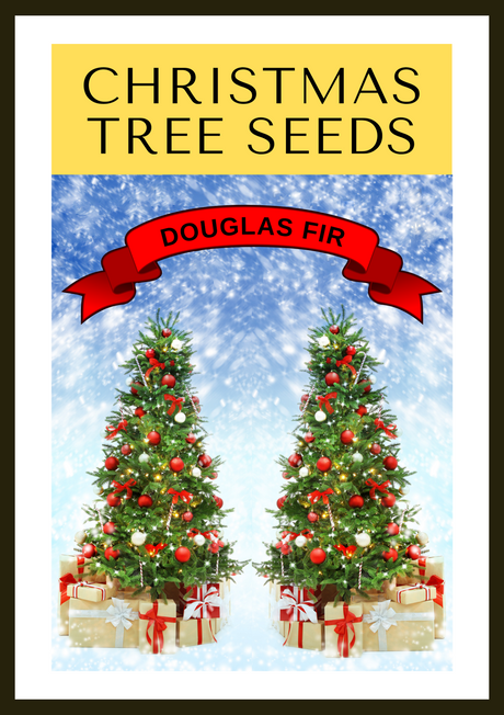 20 DOUGLAS FIR Tree Abies Pseudotsuga Menziesii Christmas Tree Blue Douglas Pine Spruce Native Evergreen Seeds