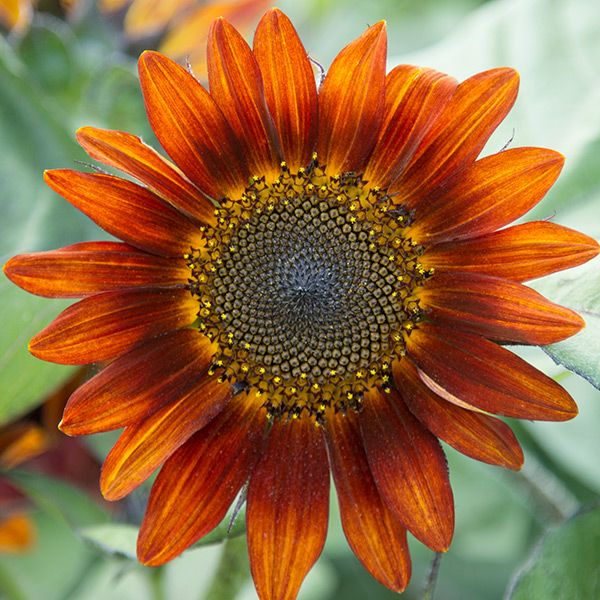 Medium Red Sunflower