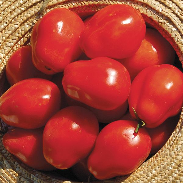 Roma VF Paste Tomato