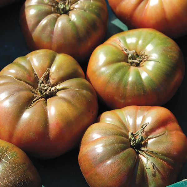 Cherokee Purple Tomato