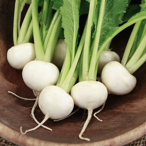 Tokyo Market Turnip