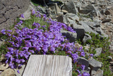 50 ALPINE PENSTEMON Davidsonii Davidson's Beardtongue Purple Flower Seeds