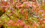 20 Tatarian FLAME MAPLE TREE Red Acer Tataricum Seeds