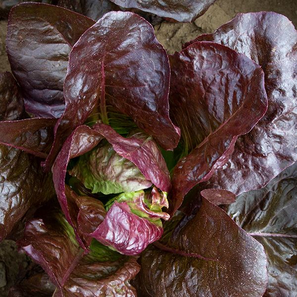 Rouge D'Hiver Lettuce