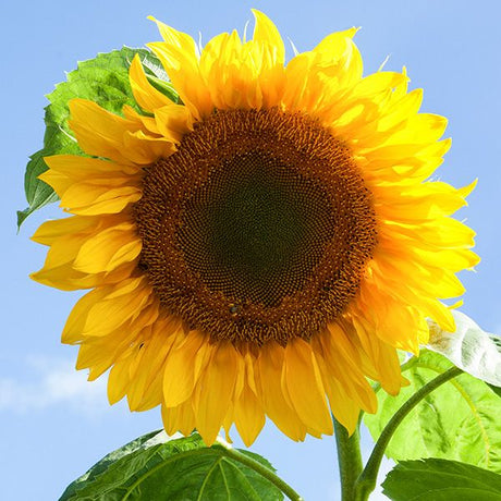 Mammoth Sunflower