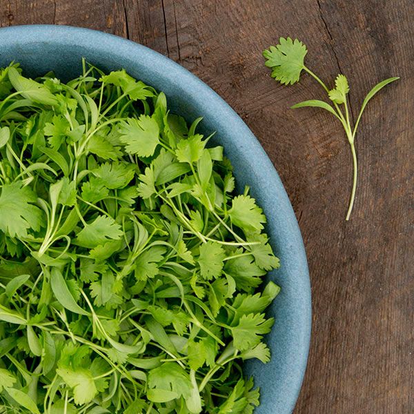 Cilantro Microgreens