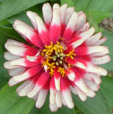 50 CAROUSEL MIX ZINNIA Elegans Carrousel Whirligig Mixed Colors Bicolor Flower Seeds
