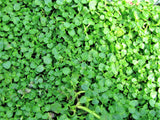 20 CORSICAN MINT Mentha Requienii Herb Fragrant Ground Cover Flower Seeds