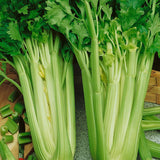 Tall Utah Celery
