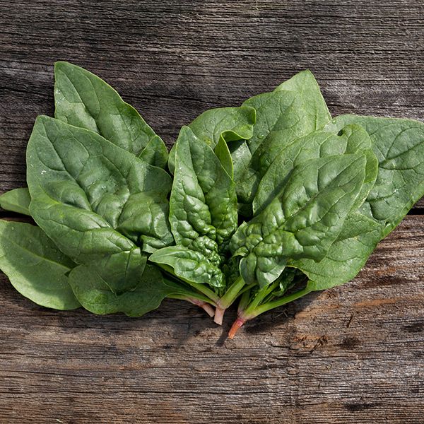 Regiment F1 Spinach