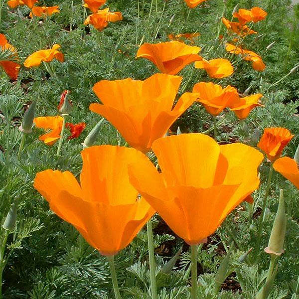 California Orange Poppy