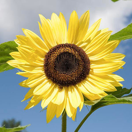 Lemon Queen Sunflower