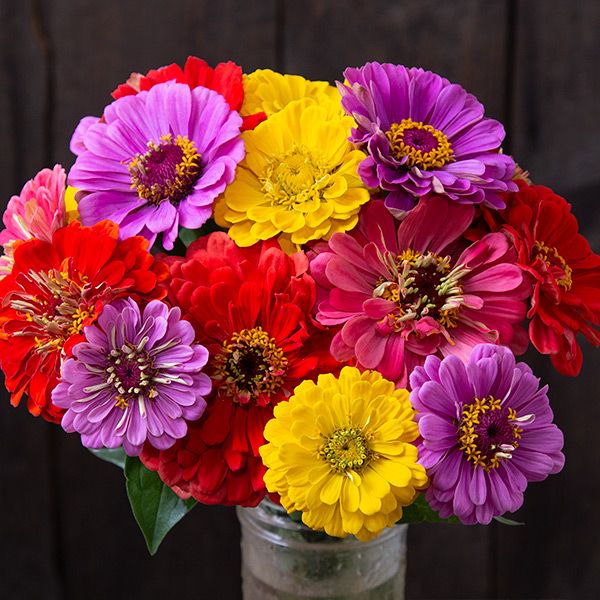 County Fair Blend Zinnia