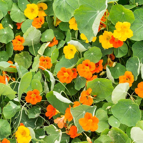 Dwarf Jewel Blend Nasturtium