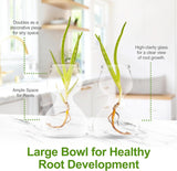 Clear Glass Bud Vases - Propagation Stations (Set of 8)