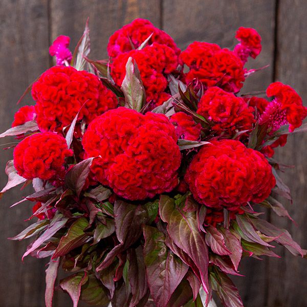 Red Flame Celosia