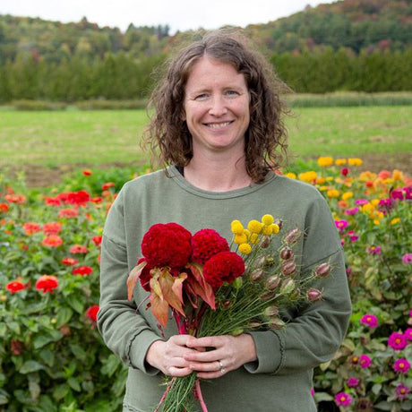 Red Flame Celosia