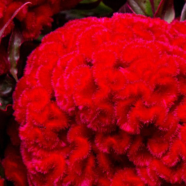 Red Flame Celosia