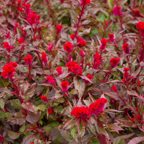 Red Flame Celosia