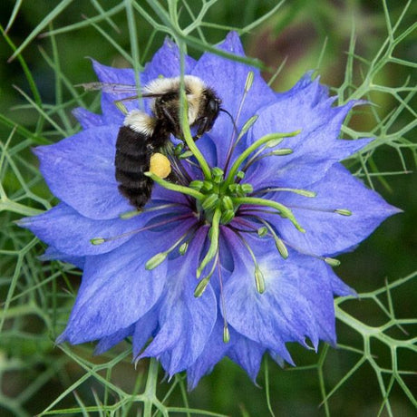 Nigella