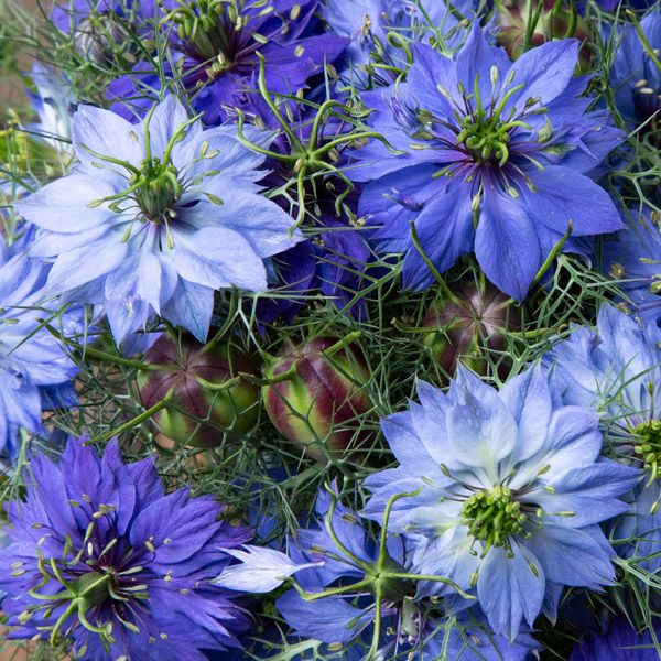 Nigella