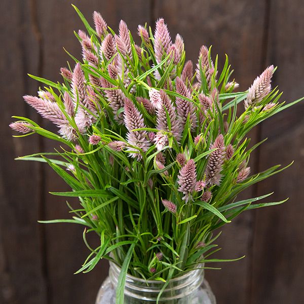 Flamingo Feather Celosia