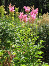 10 QUEEN Of THE PRAIRIE Pink Meadowsweet Filipendula Rubra Flower Seeds