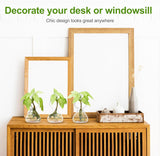 Clear Glass Bud Vases - Propagation Stations (Set of 4)