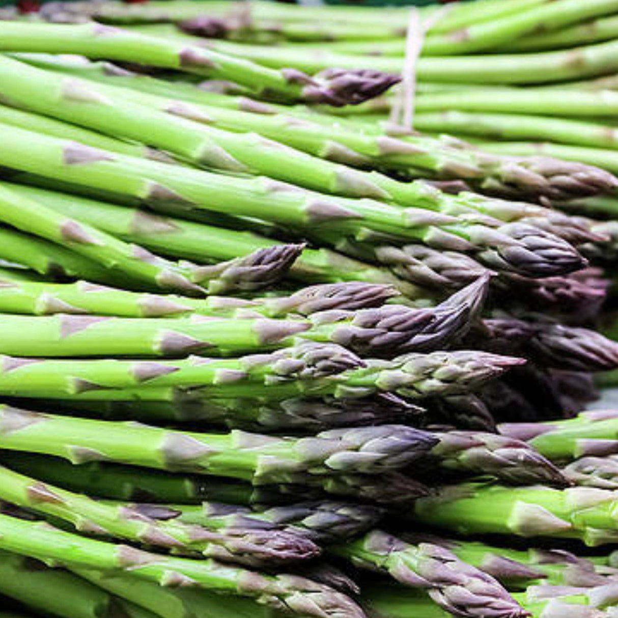 UC-157 Asparagus Seed