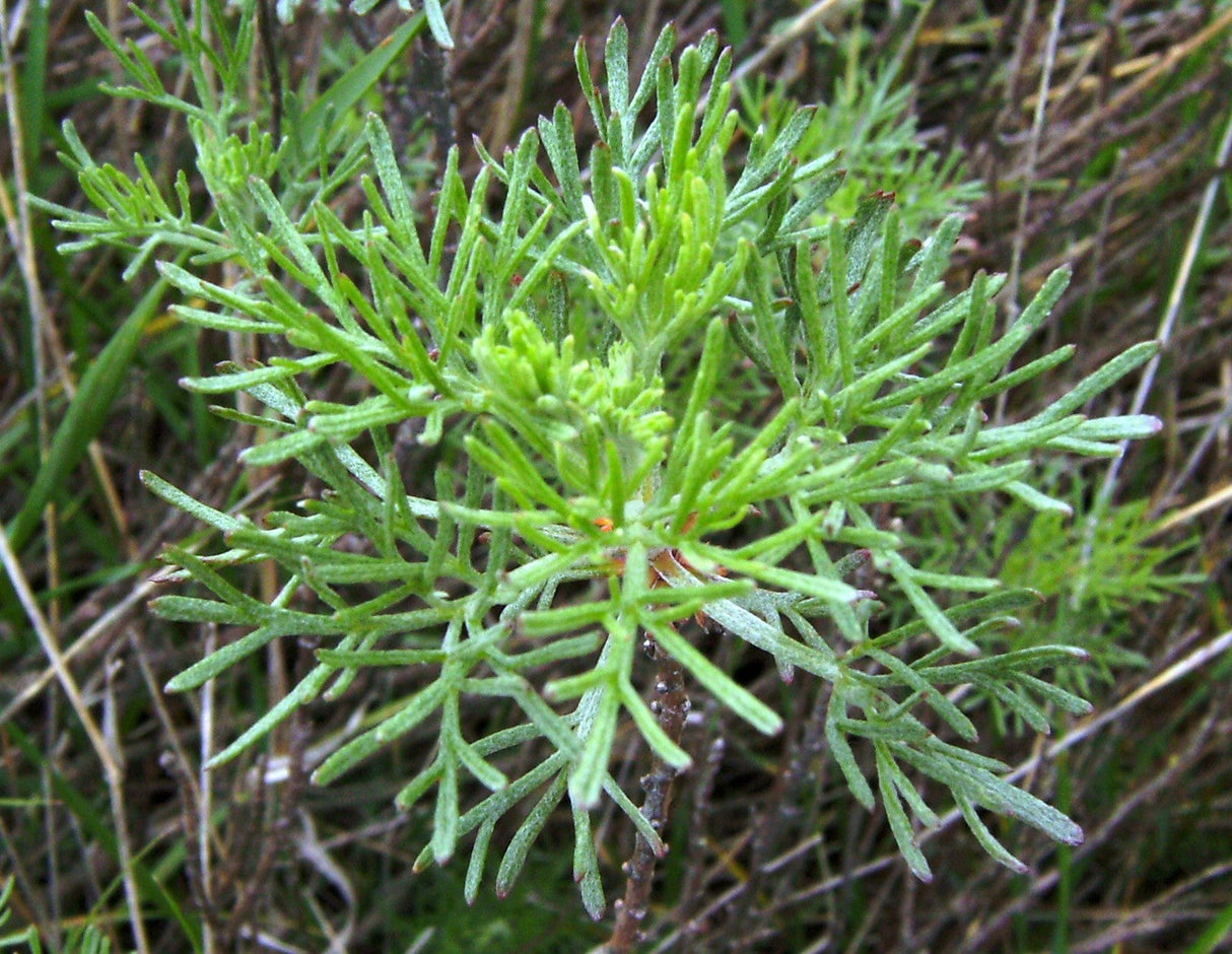 500 BEACH WORMWOOD Artemisia Campestris Caudata Silvermound Red Sagewort Herb Flower Seeds