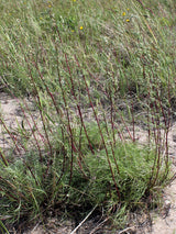 500 BEACH WORMWOOD Artemisia Campestris Caudata Silvermound Red Sagewort Herb Flower Seeds