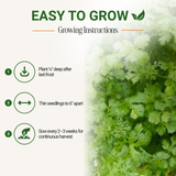 Garden Guru Slow Bolt Cilantro Seeds 3-Pack - Non-GMO