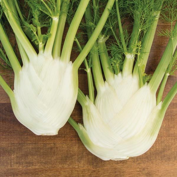 Finale Fennel