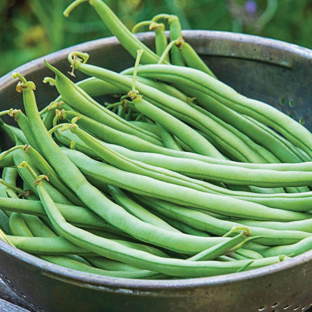 Topcrop Bean (Bush)