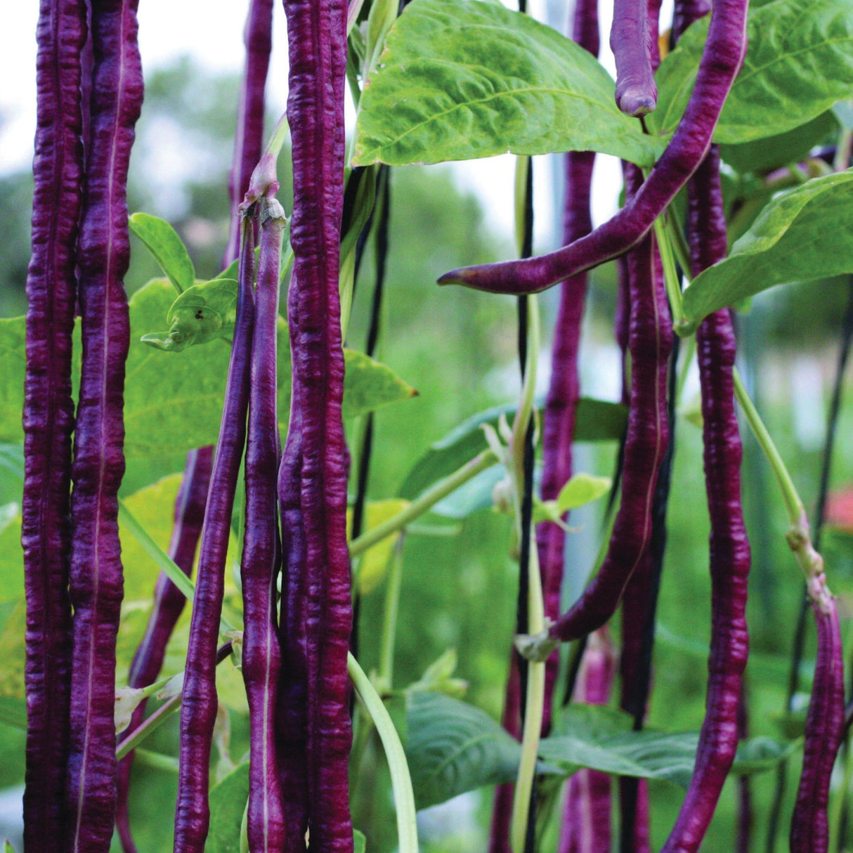 Red Noodle Bean (Pole)