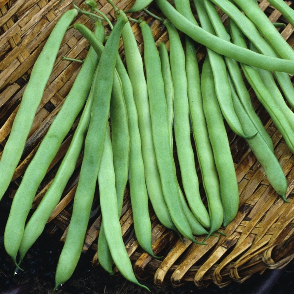 Kentucky Wonder Pole Bean