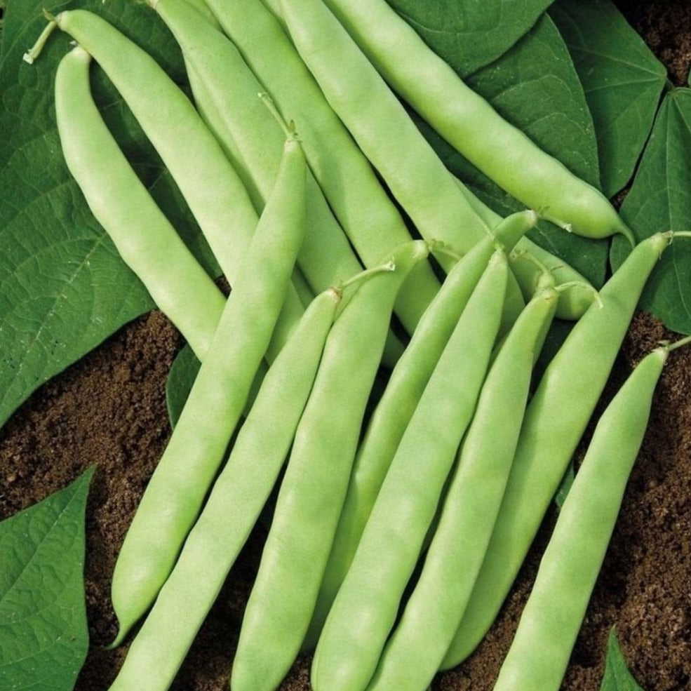 Roma II Bean (Bush)