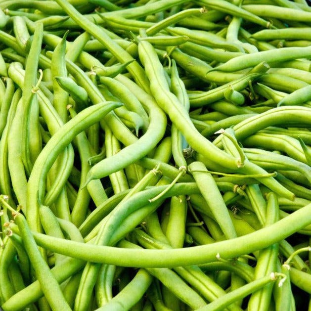 Landreth Bean (Bush)